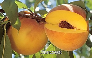 Suncrest Peach